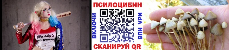 цена   Кунгур  Псилоцибиновые грибы Psilocybe 